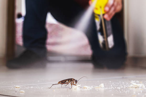 Best Rat Extermination Near Me  in Suitland, MD