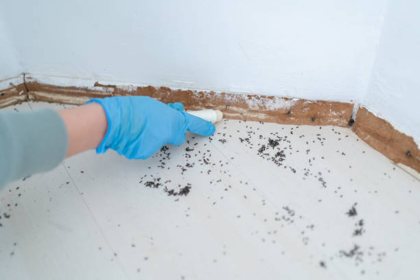 Best Termite Control Services  in Suitland, MD