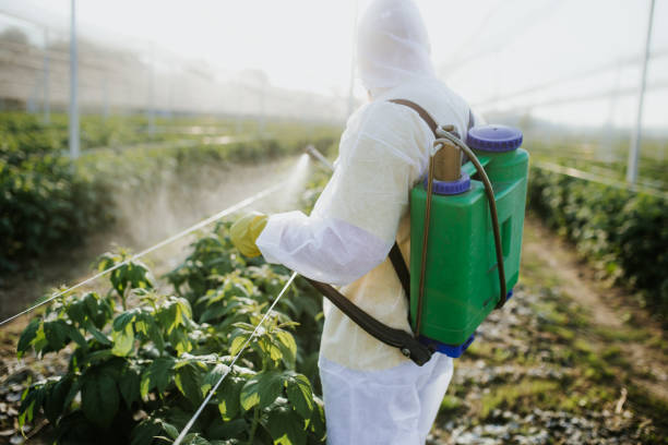 Best Affordable Pest Control Services  in Suitland, MD